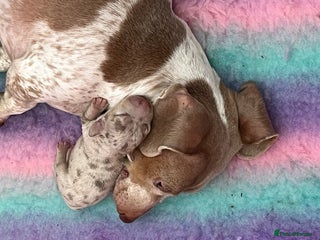 Miniature Dachshund dogs - Advert 15