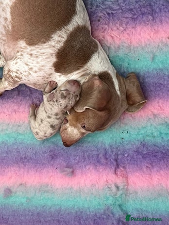 Miniature Dachshund dogs - Advert 14