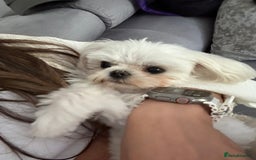 Maltese dogs for stud: Tiny micro Maltese Boy for Stud  - Image 3