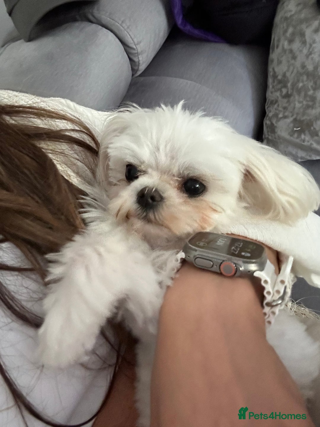 Maltese dogs for stud: Tiny micro Maltese Boy for Stud  - Image 3