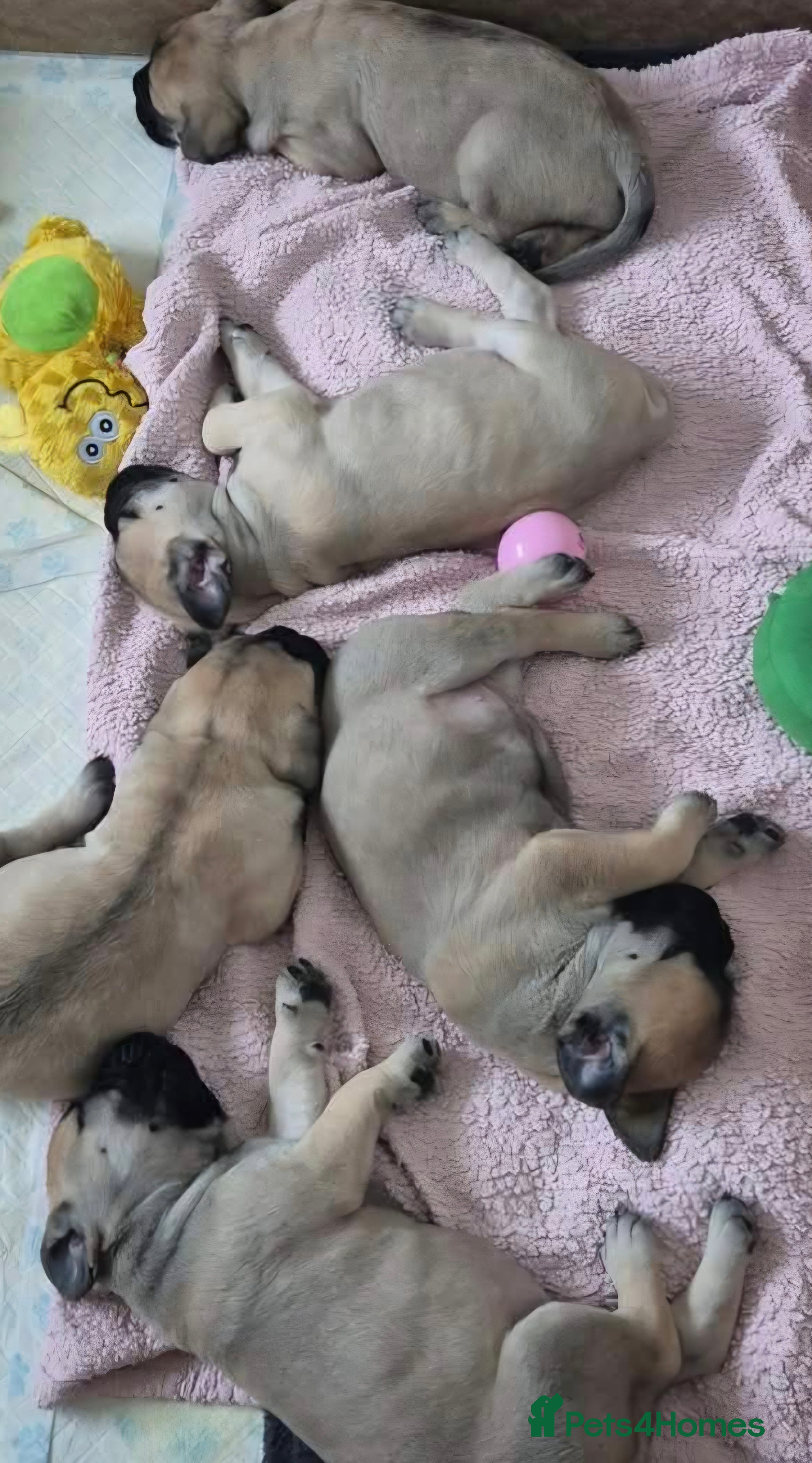 Bullmastiff dogs Beautiful Bullmastiff Puppies  - Advert 3