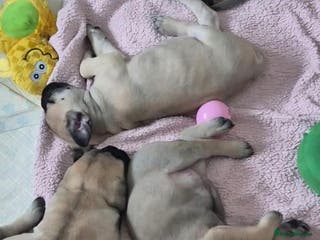Bullmastiff dogs Beautiful Bullmastiff Puppies - Advert 3