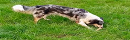 Welsh Collie dogs for sale: Pure red merle Welsh sheepdog pups in Tregaron - Advert 7