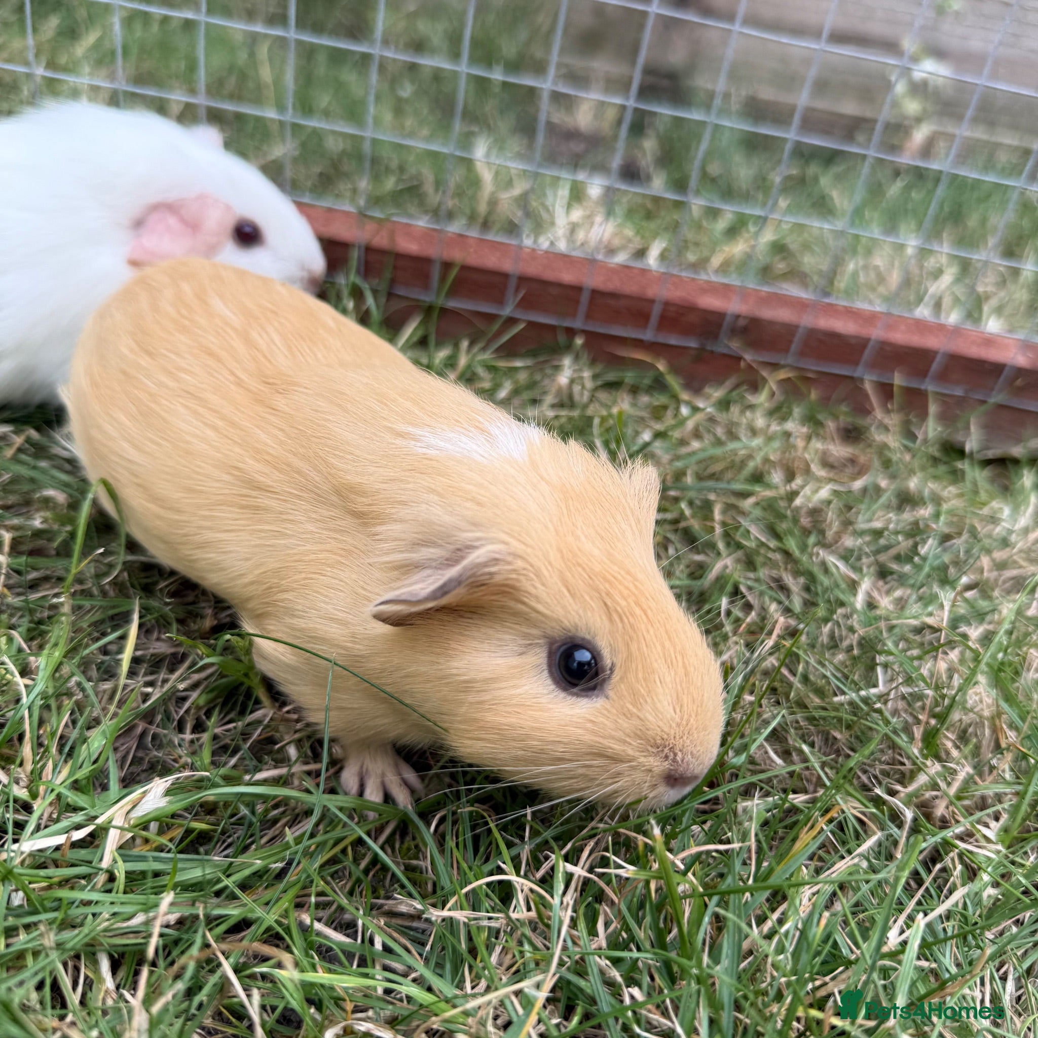 Guinea Pig rodents Gorgeous female baby guinea pigs! - Advert 4