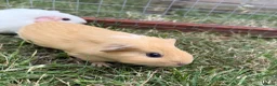 Guinea Pig rodents for sale: Gorgeous female baby guinea pigs! in Tamworth - Advert 1