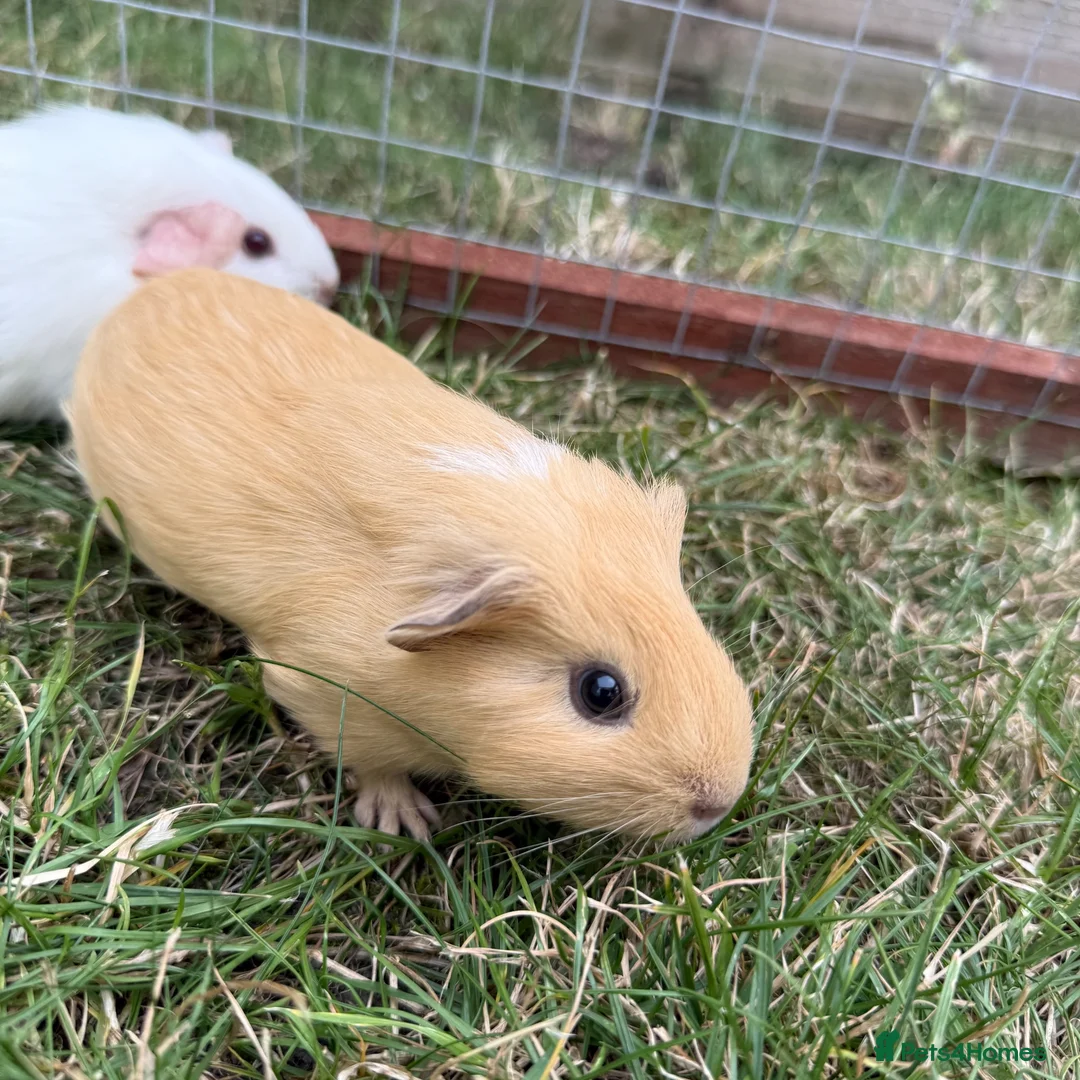 Guinea Pig rodents for sale: Gorgeous female baby guinea pigs! in Tamworth - Advert 1
