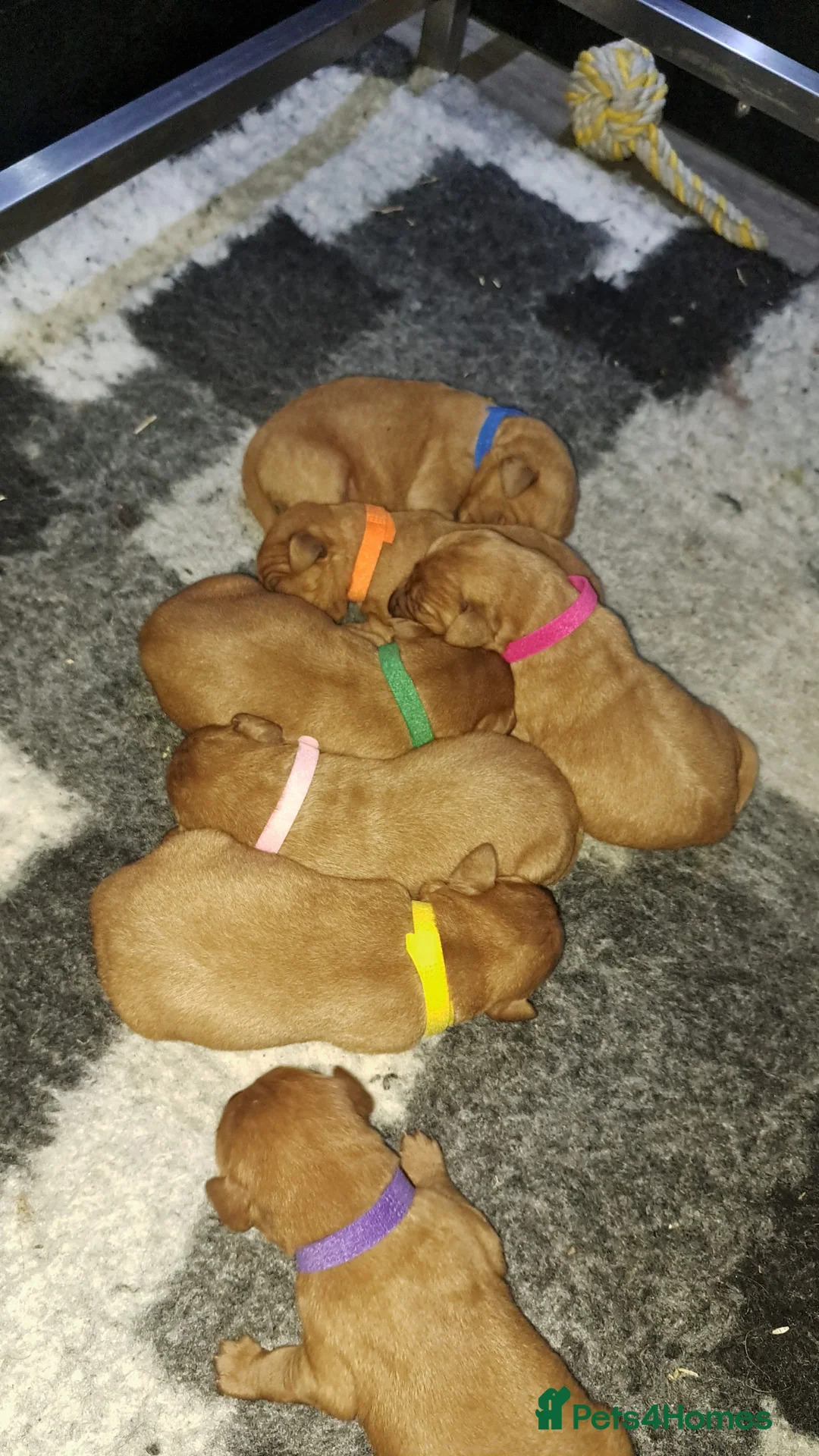 Labrador Retriever dogs for sale: Fox Red Pups in Chesterfield - Advert 10