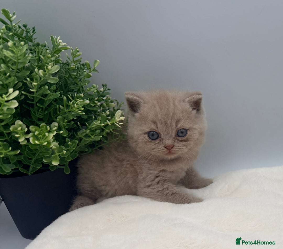 British Shorthair cats for sale: PEDIGREE REGISTERED CHUNKY BRITISH SHORTHAIRS  - Image 20