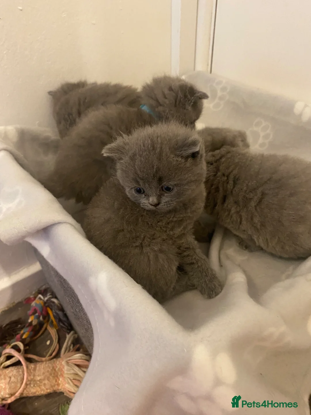 British Shorthair cats for sale: British shorthaired kittens  - Advert 2