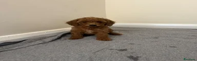 Miniature Poodle 7