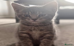 Maine Coon cats for sale: Beautiful Maincoon mix  - Image 16