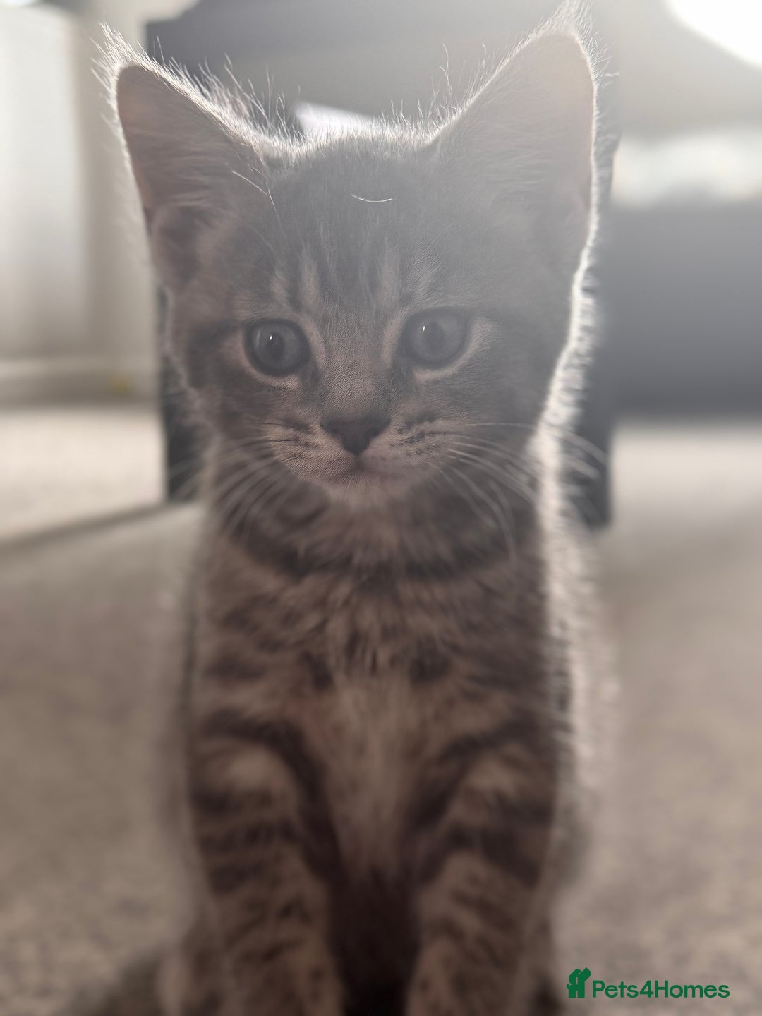 Maine Coon cats for sale: Beautiful Maincoon mix  - Image 16