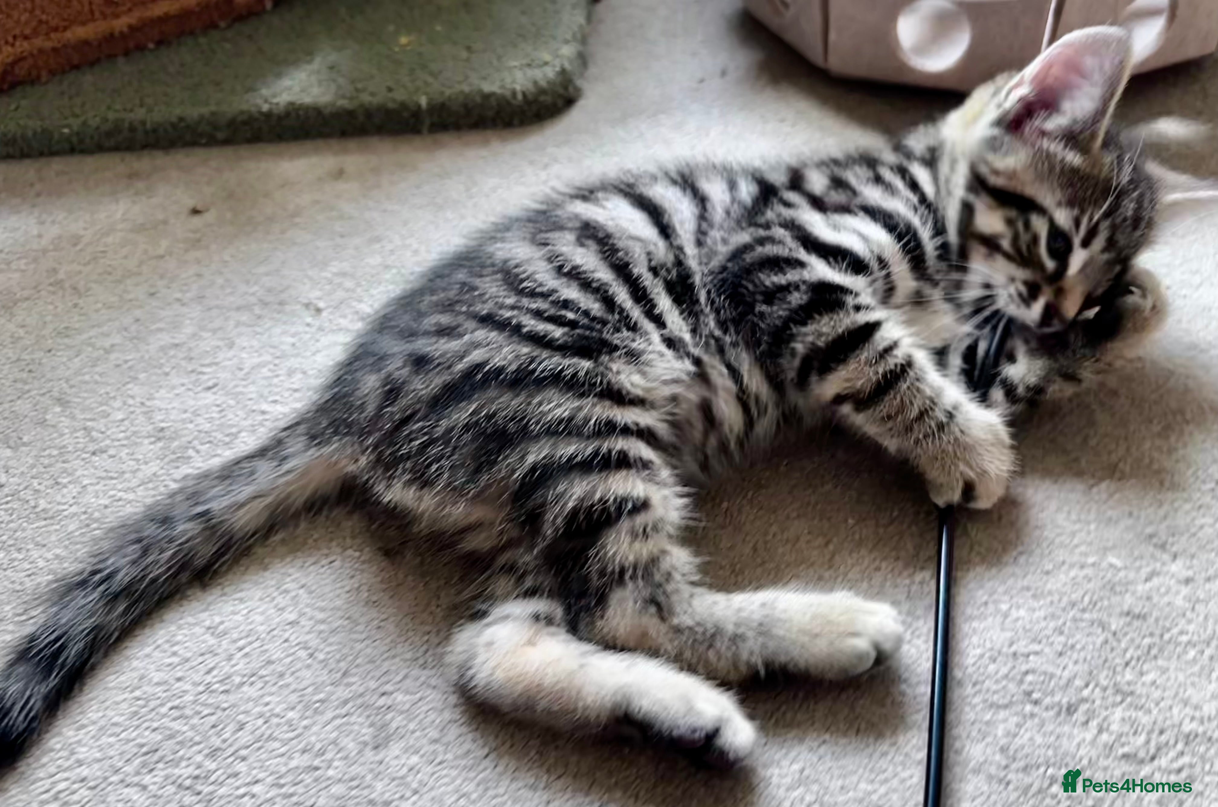 Mixed Breed cats Adorable bengal&tabby mix kittens  - Advert 2