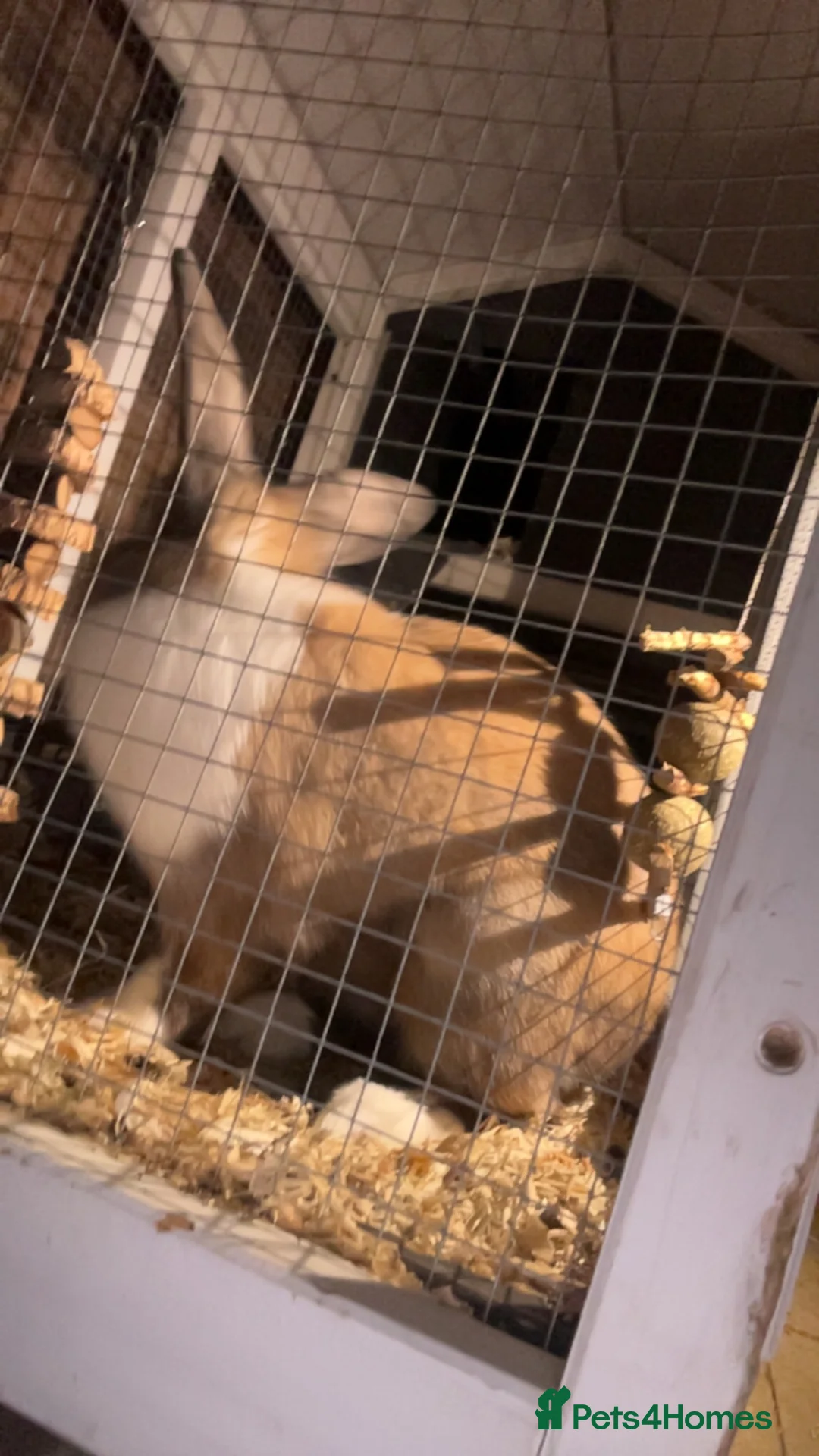Mixed Breed rabbits for sale: rabbit for sale  in Bristol - Advert 4