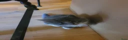 Mixed Breed cats for sale: Adorable Kittens Looking for Loving Homes - Advert 10