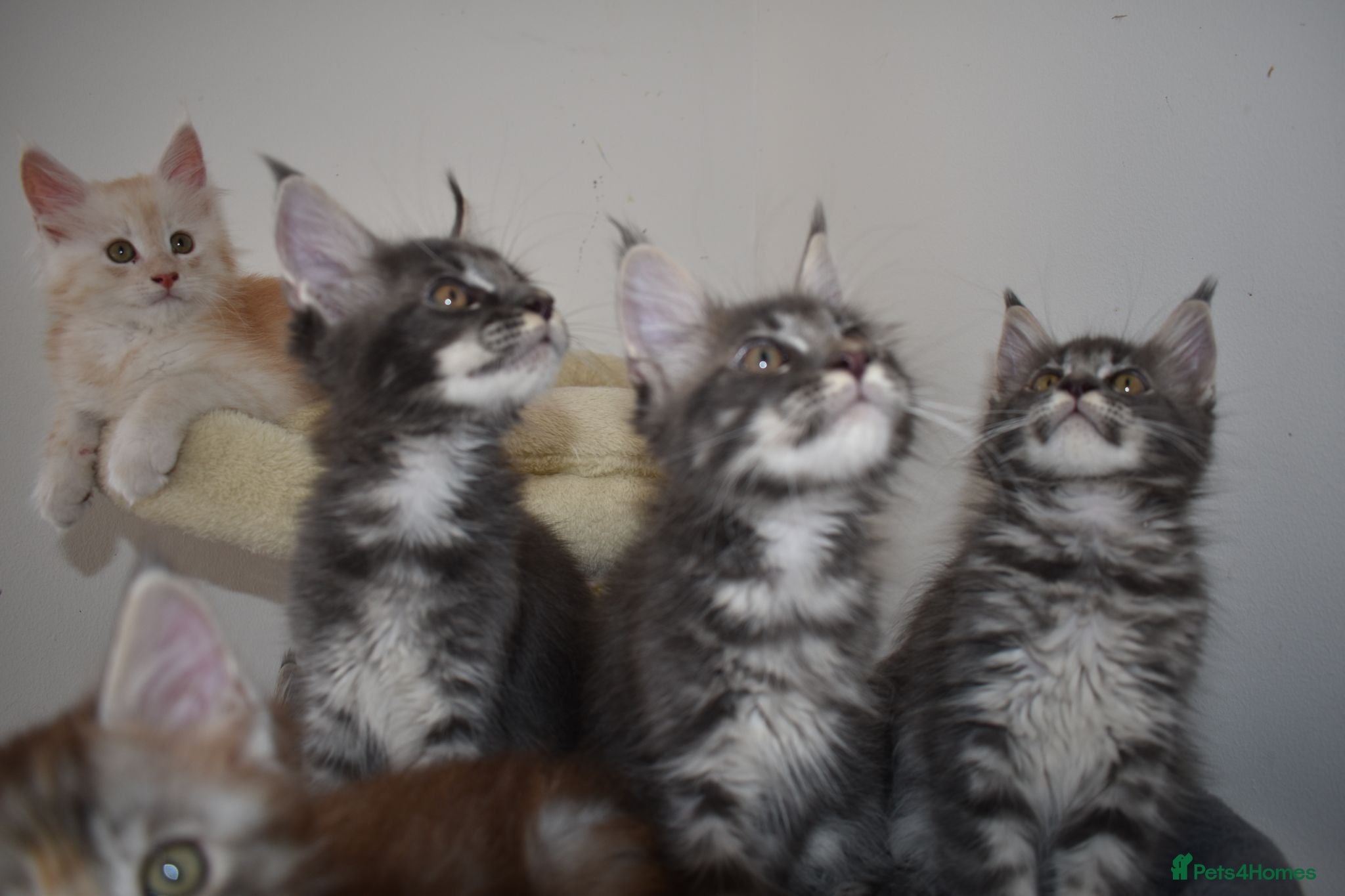 Maine Coon cats Amazing TICA registered kittens - Advert 3