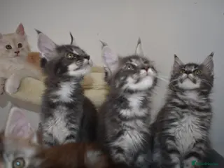 Maine Coon cats Amazing TICA registered kittens - Advert 3