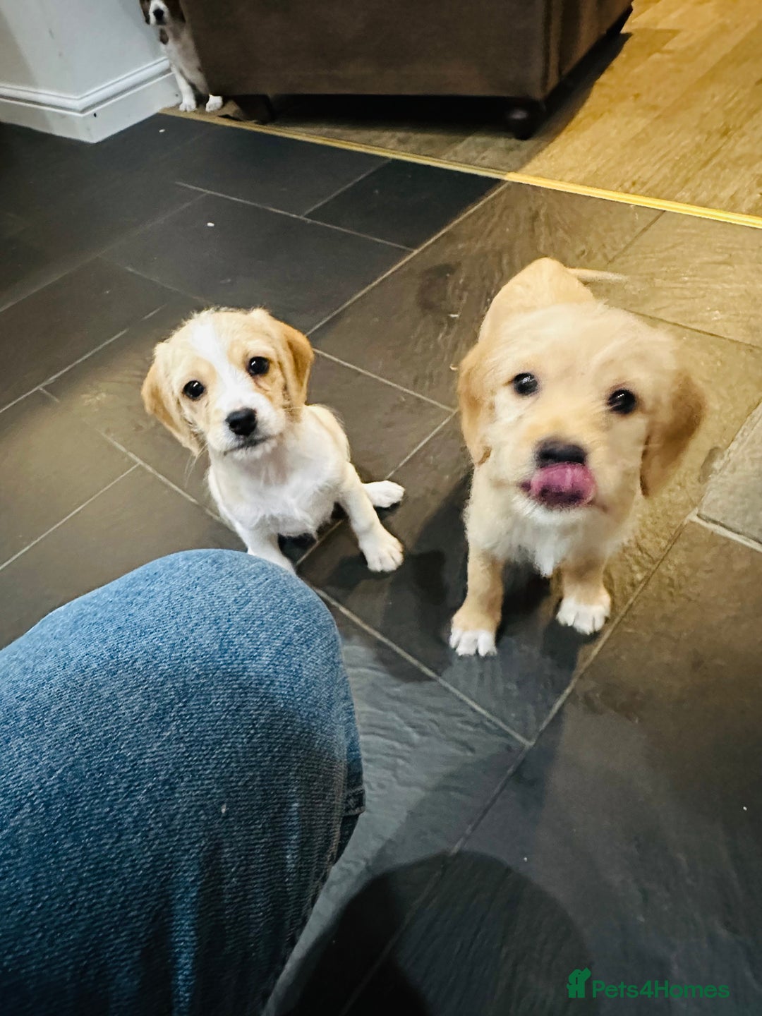 Mixed Breed dogs for sale: Beautiful Beagle X Cavapoo Puppies.  - Advert 13