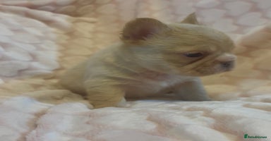 French Bulldog dogs - Advert 2