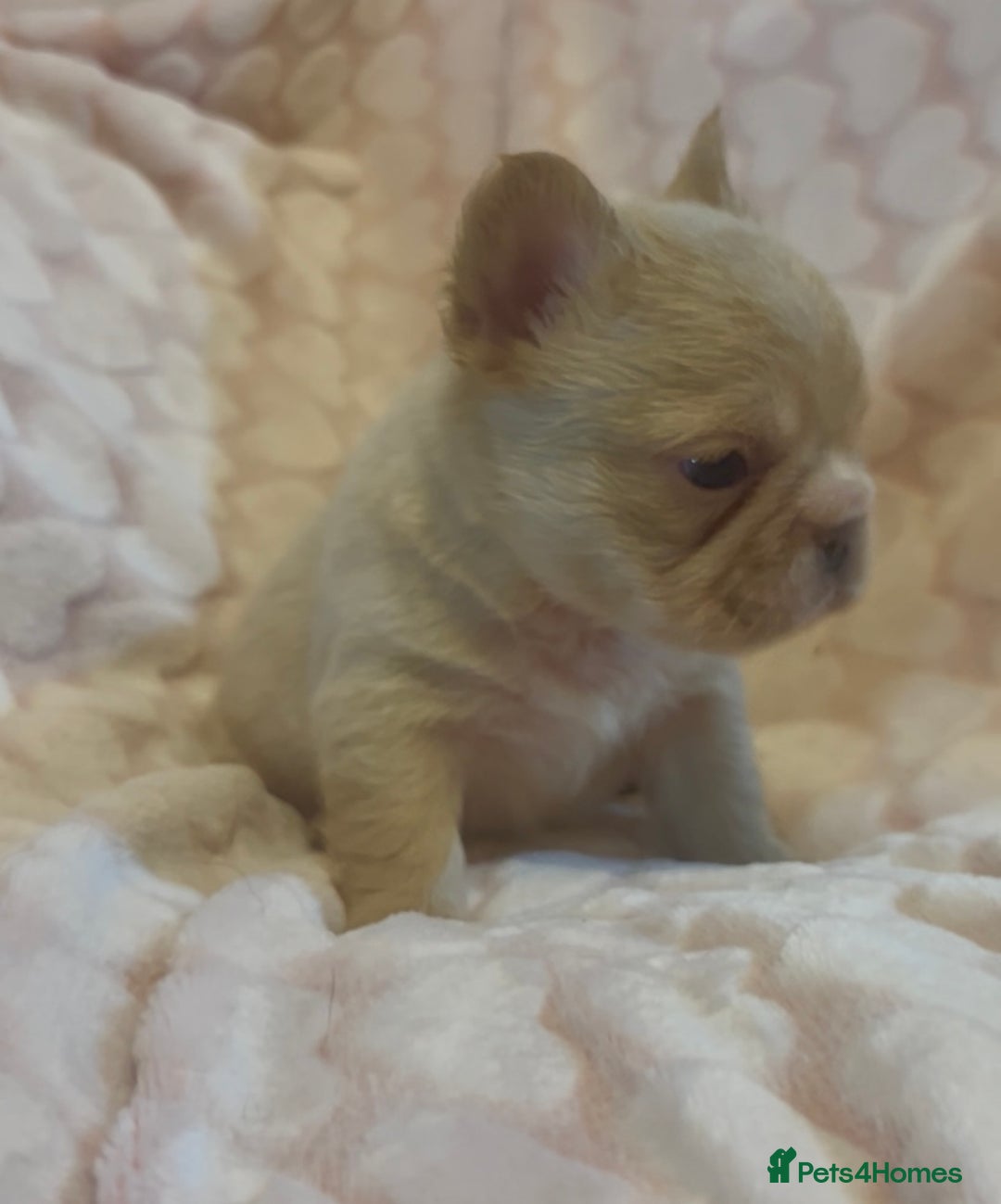 French Bulldog dogs for sale: Fluffy beautiful French bulldog baby’s  - Advert 3