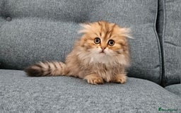 Scottish Fold cats for sale: Excellent Scottish fold kittens  - Image 10