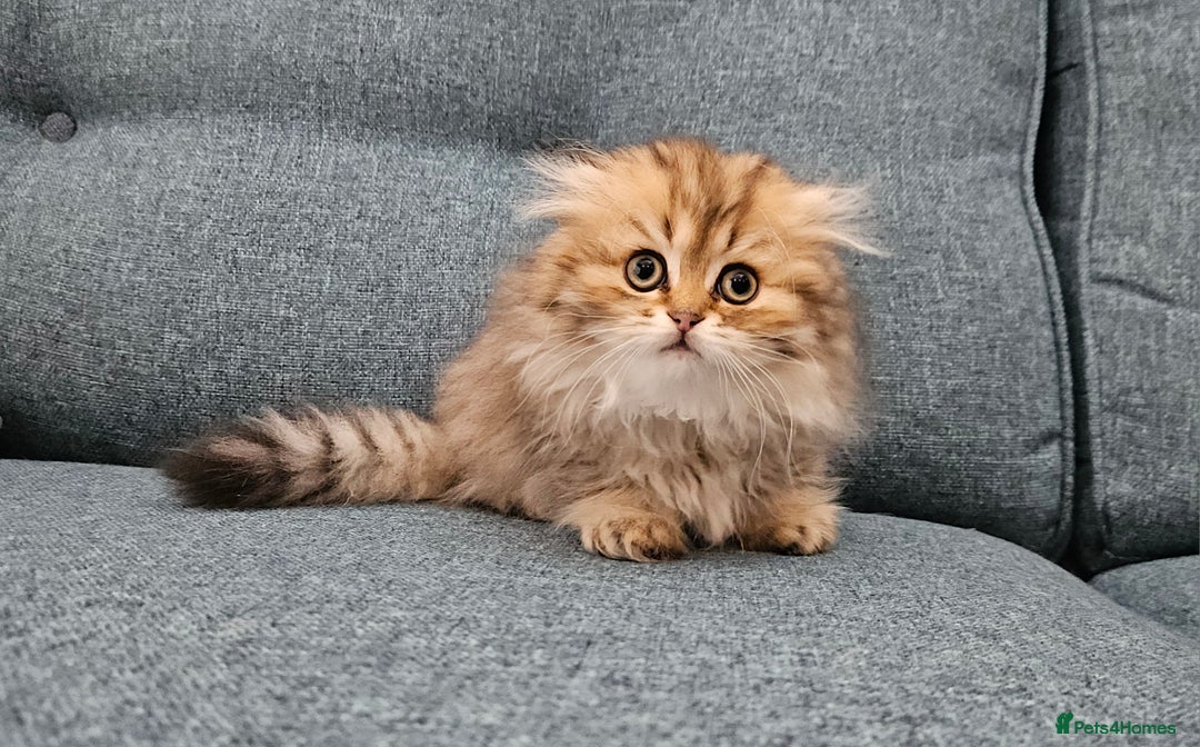 Scottish Fold cats for sale: Excellent Scottish fold kittens  - Image 10