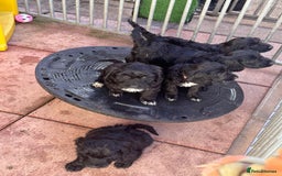 Sproodle dogs for sale: F1 Sproodles for Sale - Image 35