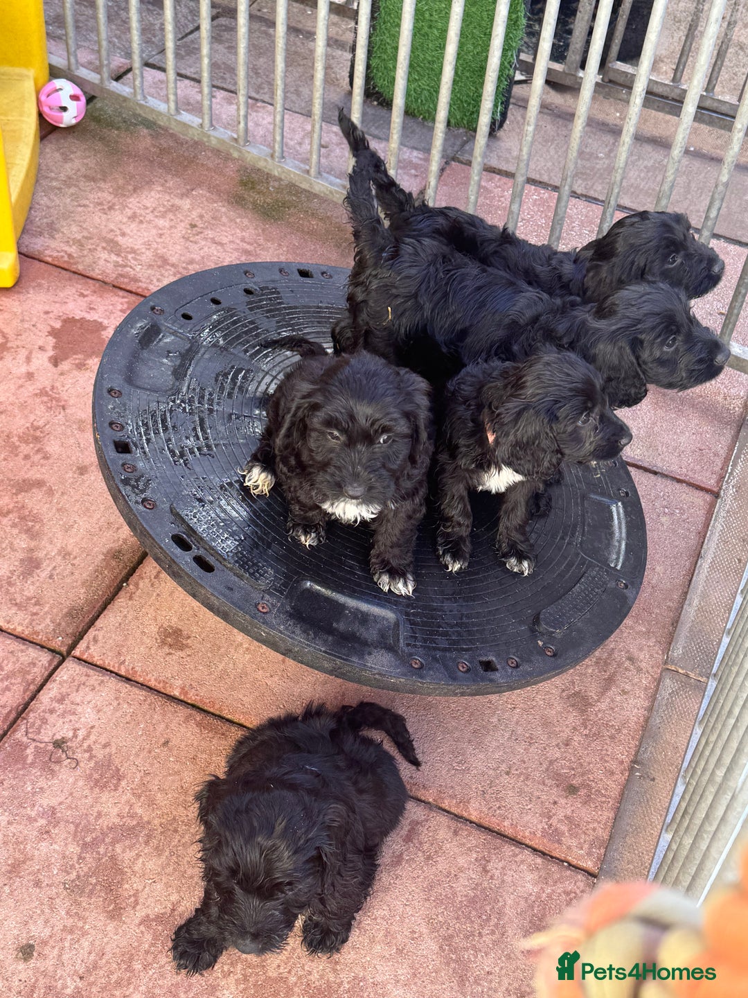 Sproodle dogs for sale: F1 Sproodles for Sale - Image 35