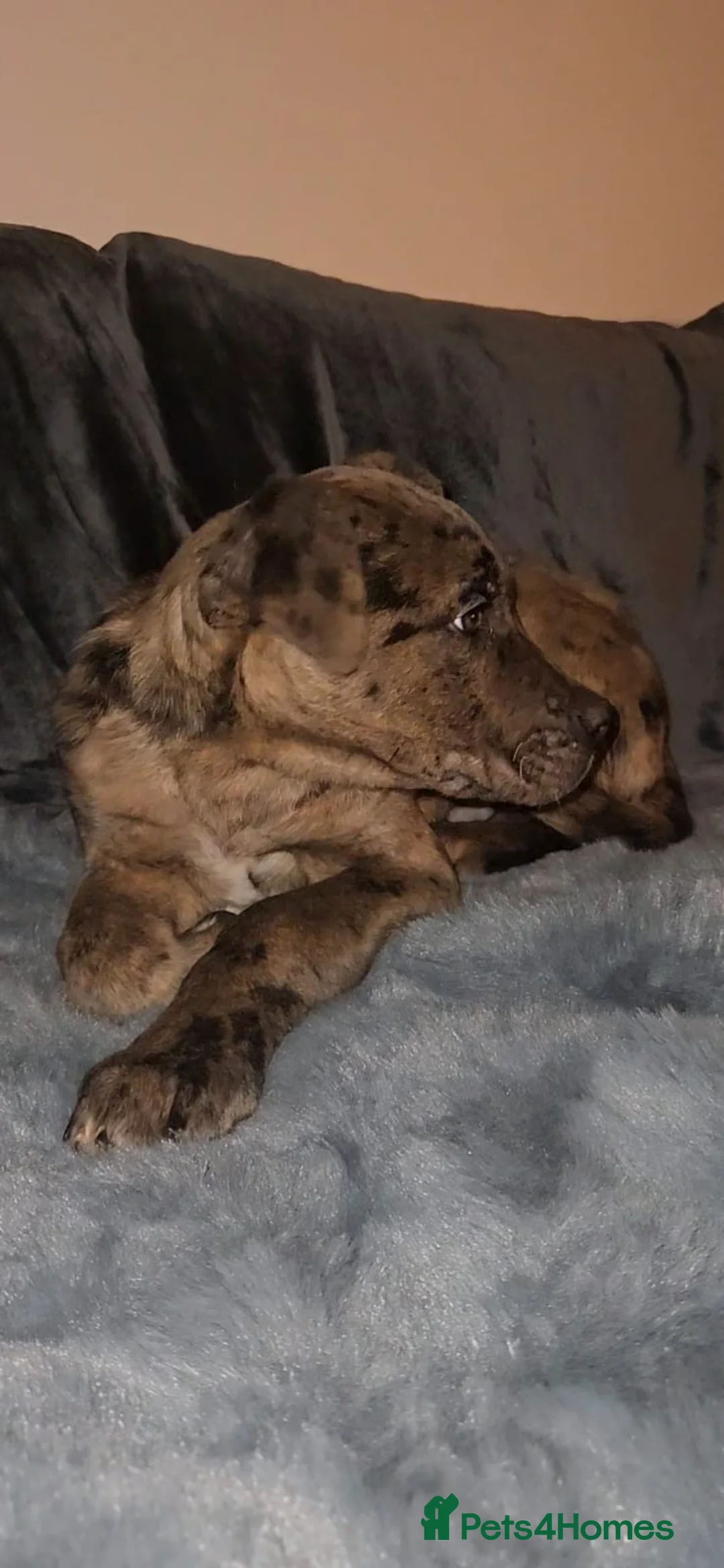 Mixed Breed dogs for sale: Cane corso cross Pressa canario puppy - Advert 4