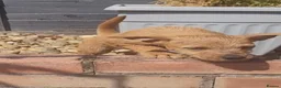 Mixed Breed dogs for sale: Patterdale cross puppies - Advert 12