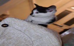 Mixed Breed cats for sale: Female kitten  - Advert 11