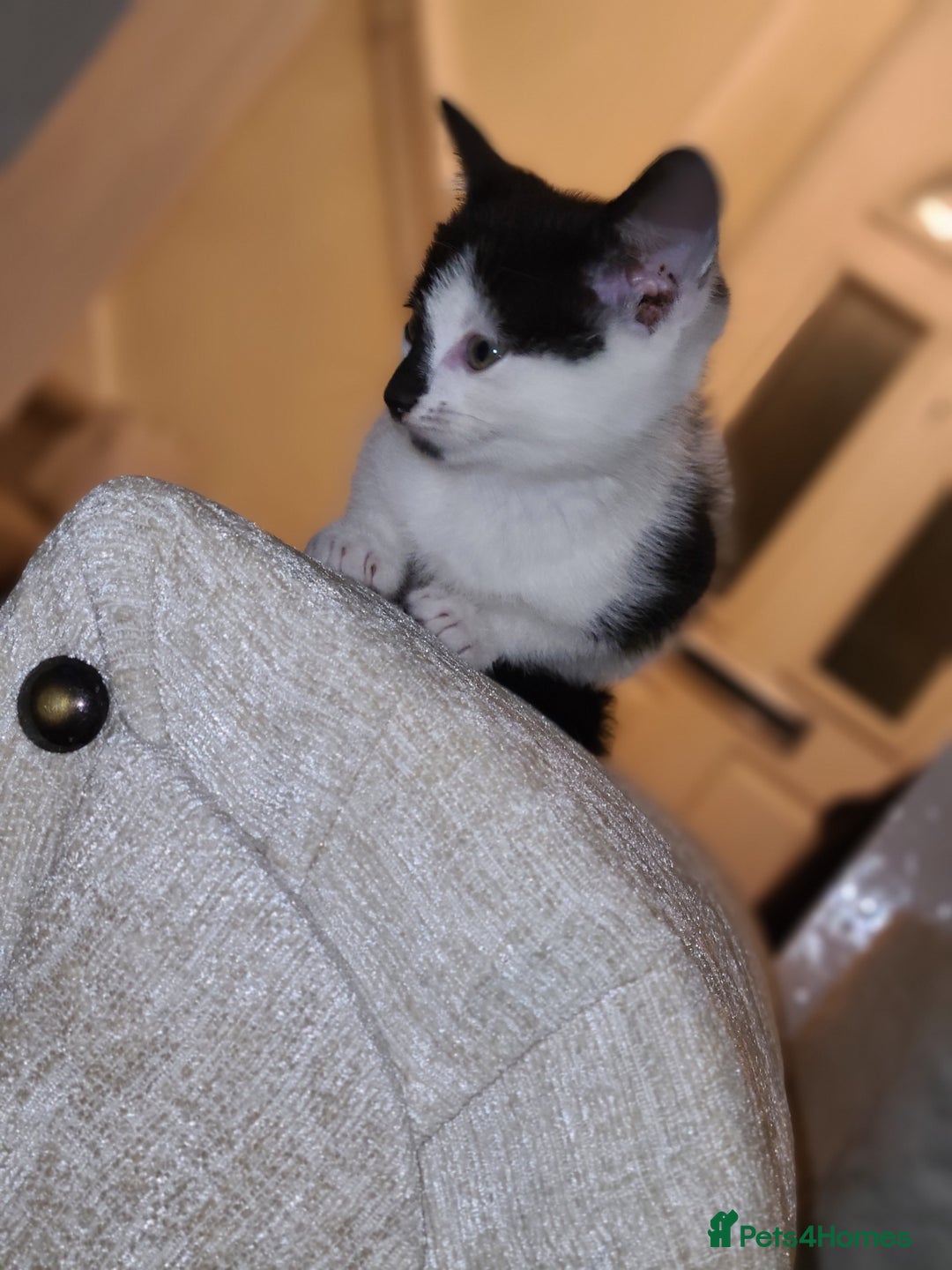 Mixed Breed cats for sale: Female kitten  - Advert 11