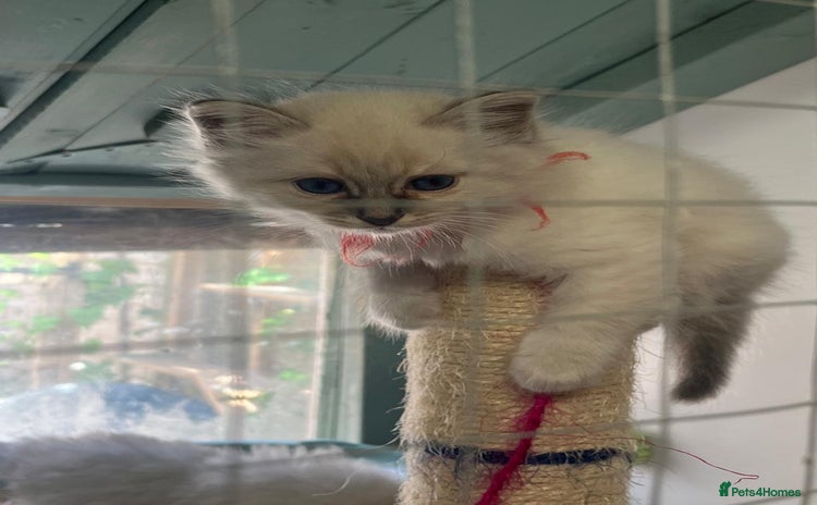 Birman cats - Advert 1