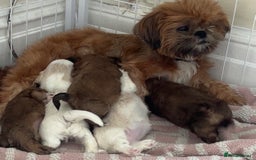 Shih Tzu dogs for sale: Cream and chocolate imperial shih tzu pups - Image 22
