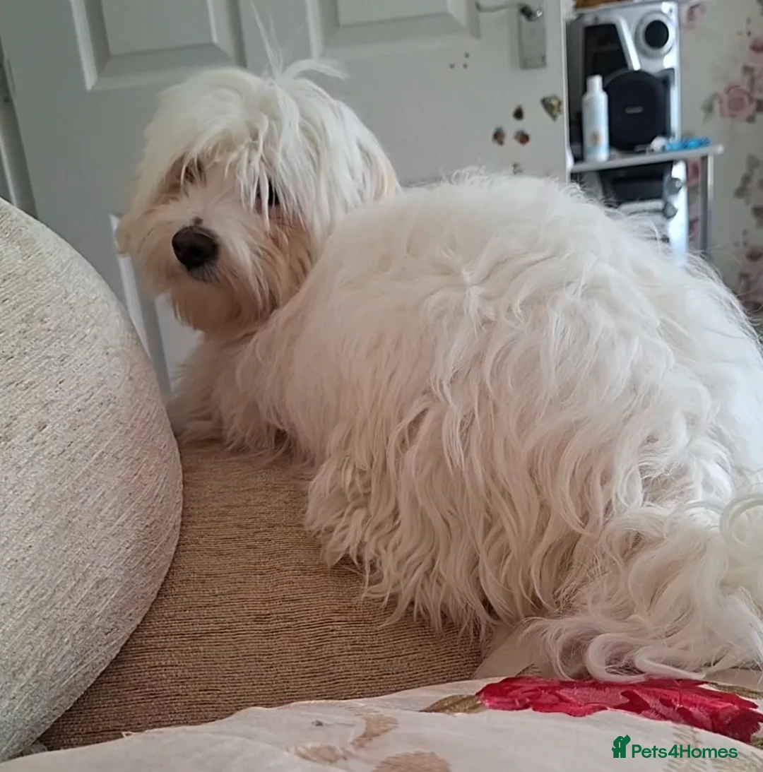 Mixed Breed dogs for sale: 6 month old Havachon in Northampton - Advert 5