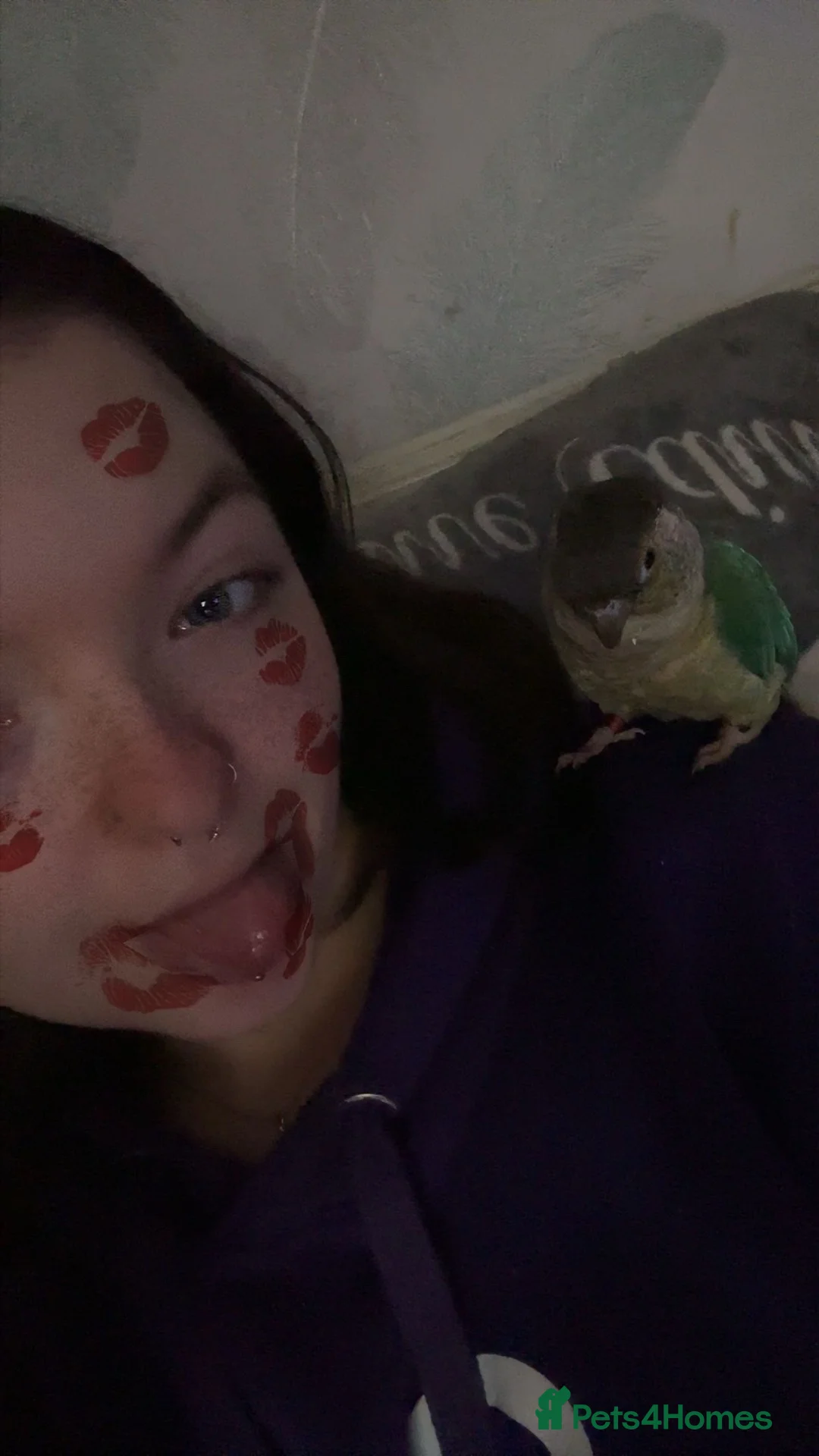 Conures birds for sale: Hand tamed beautiful conure - Advert 2