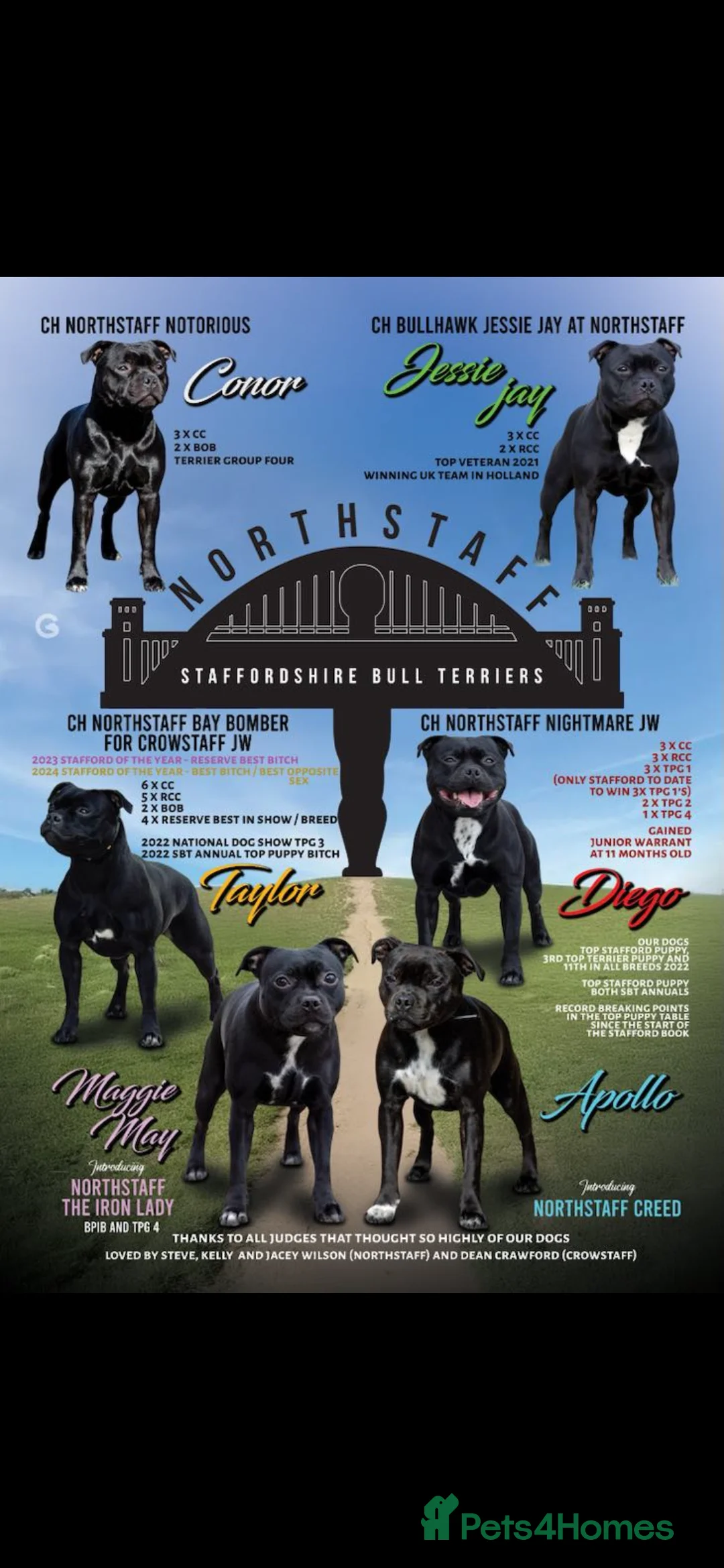 Staffordshire Bull Terrier dogs for stud: Arther - Advert 10