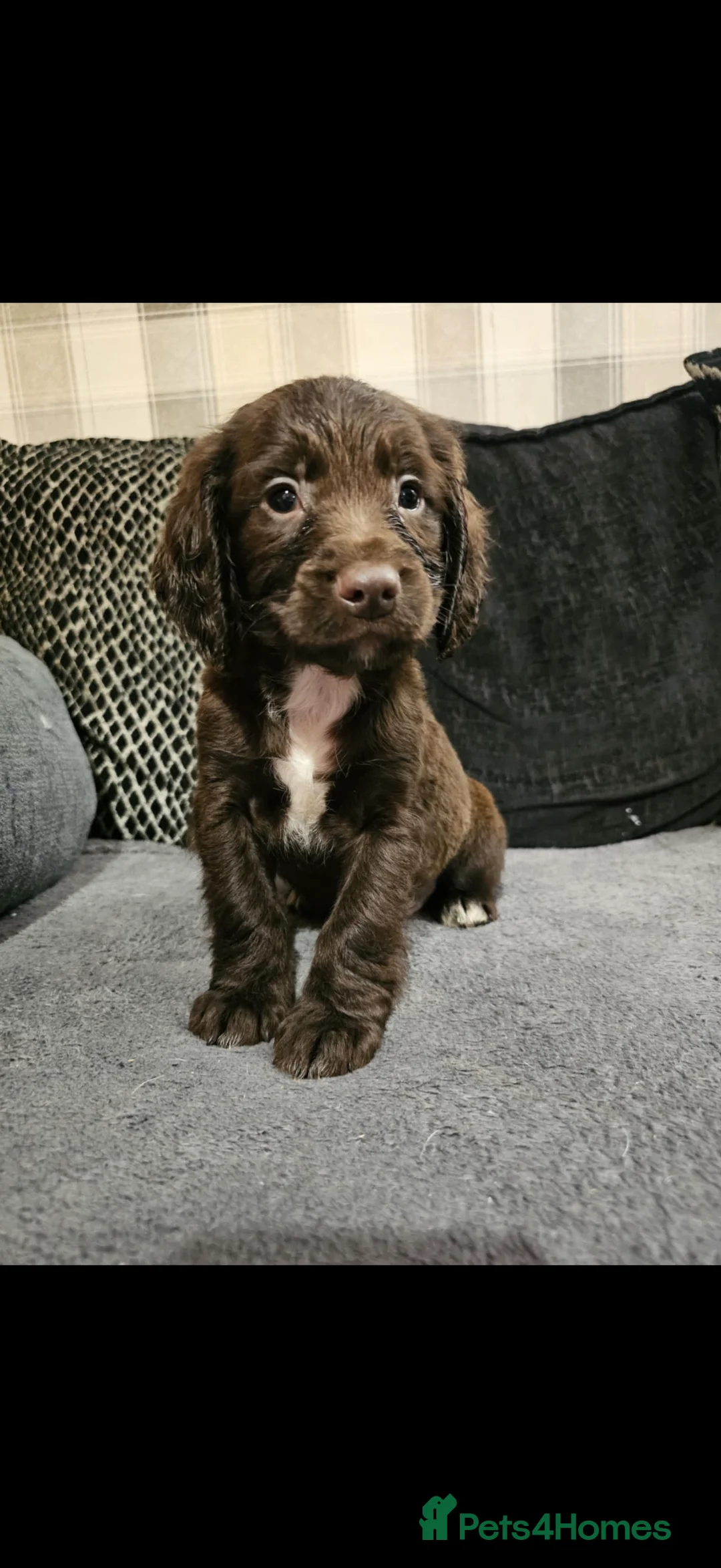 Cocker Spaniel dogs for sale: Cocker spaniel boys! - Advert 5