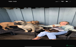 Chinese Crested dogs for stud: Chinese crested  - Advert 3