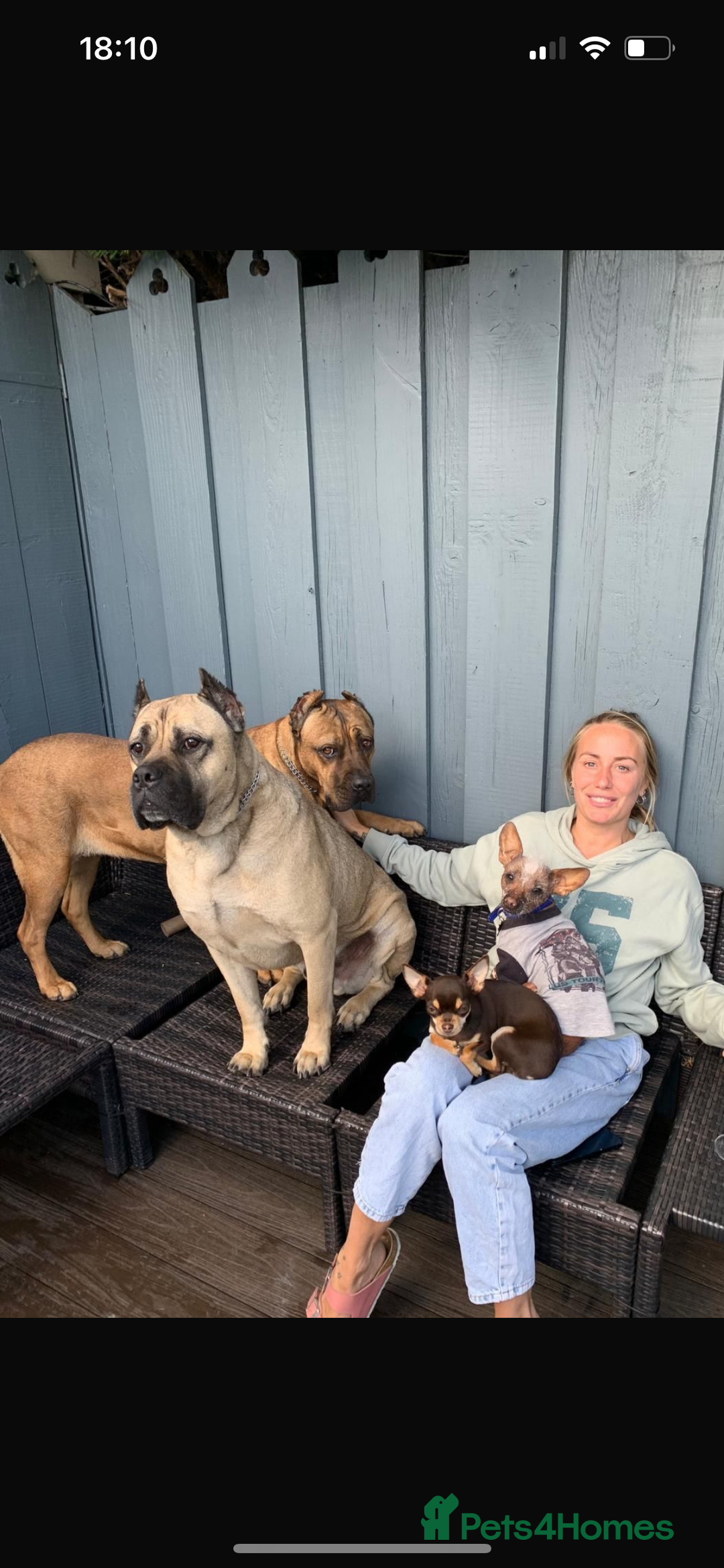 Chinese Crested dogs for stud: Chinese crested  - Advert 3