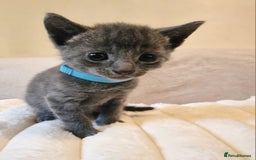 Russian Blue cats for sale: 5 stunning baby blues  - Image 5