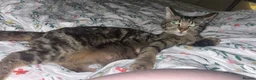 Mixed Breed cats for sale: Tabby kitten - Advert 2