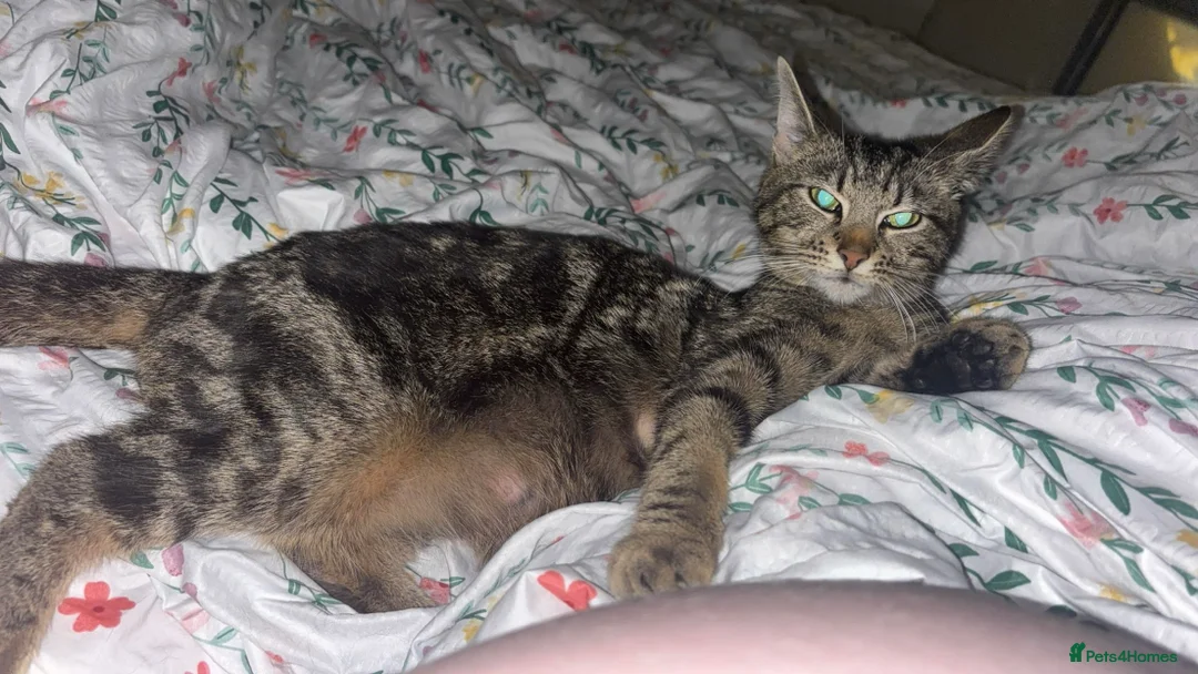 Mixed Breed cats for sale: Tabby kitten - Advert 2