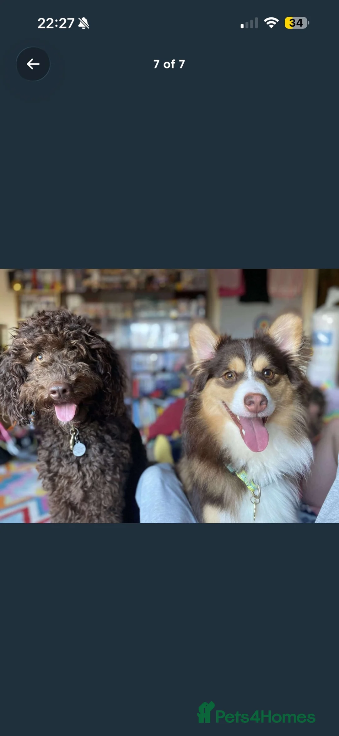 Mixed Breed dogs for sale: Beautiful cavapoo cross pomsky boy - Advert 8