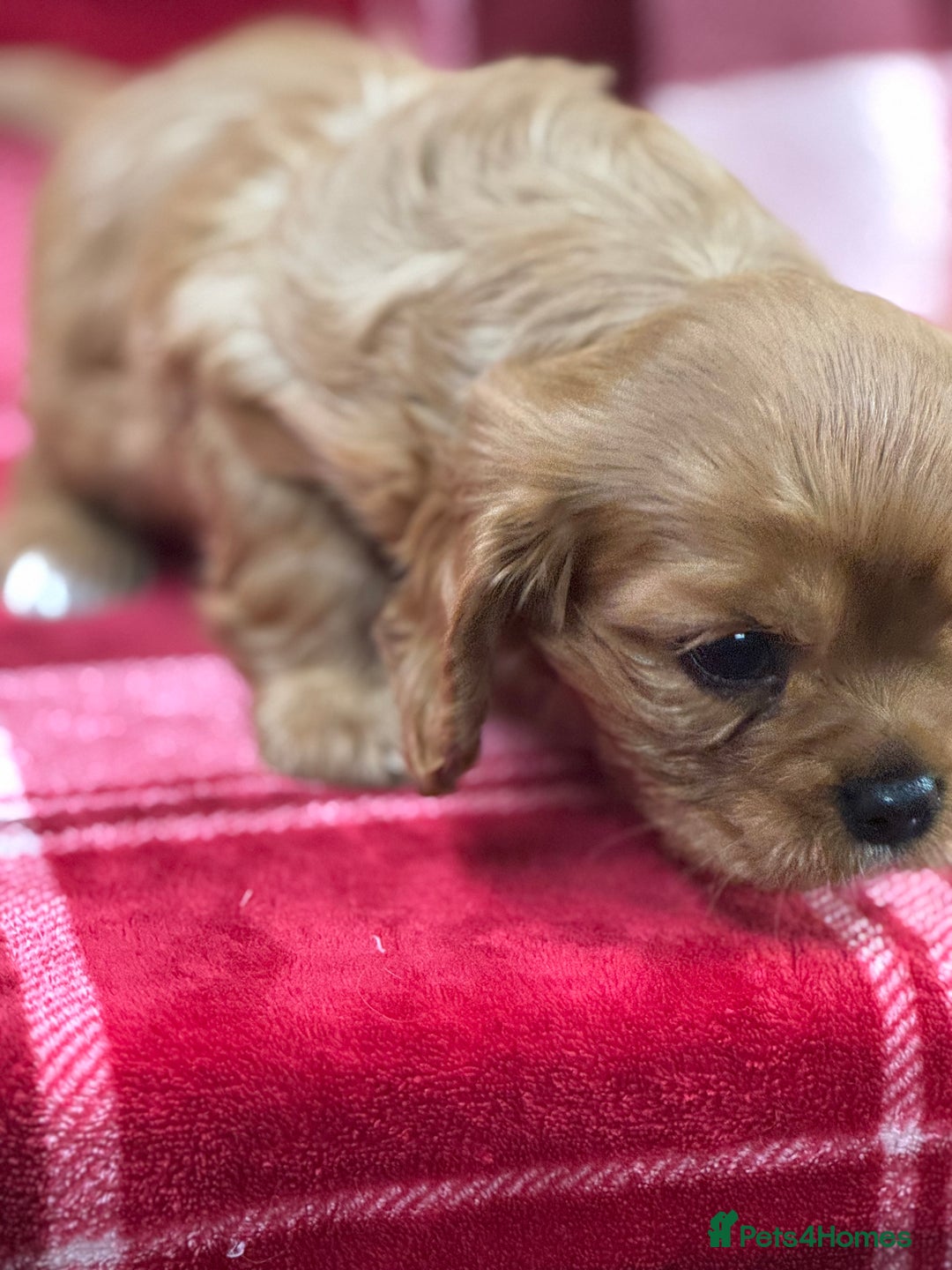 Cavalier King Charles Spaniel dogs for sale: Cavalier King Charles pups  - Advert 25