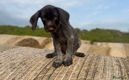 German Wirehaired Pointer dogs for sale: German Wire-haired Pointers of sale - Image 9