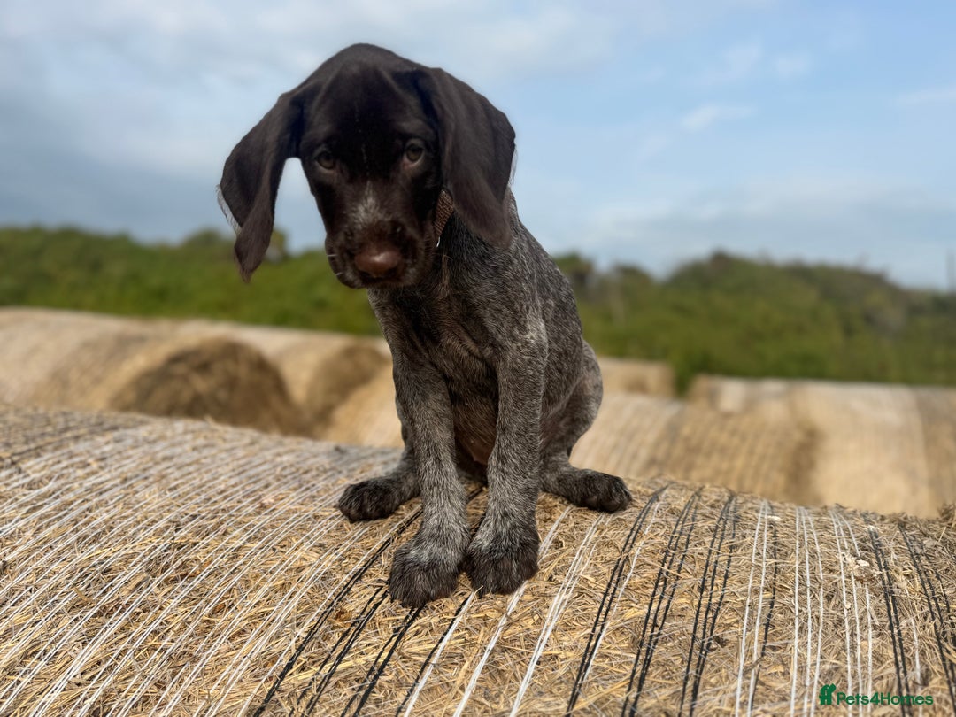 German Wirehaired Pointer dogs for sale: German Wire-haired Pointers of sale - Image 9