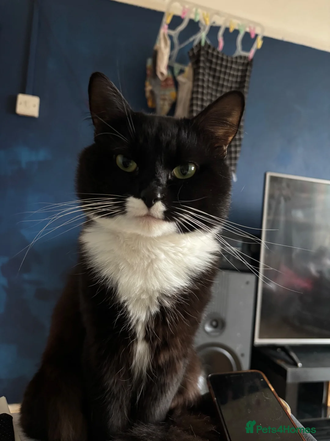 Mixed Breed cats for sale: Five black and white and black kittens  in Braintree - Advert 2
