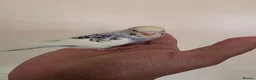 Budgerigars birds for sale: Silly hand tamed baby budgies for sale  - Advert 3