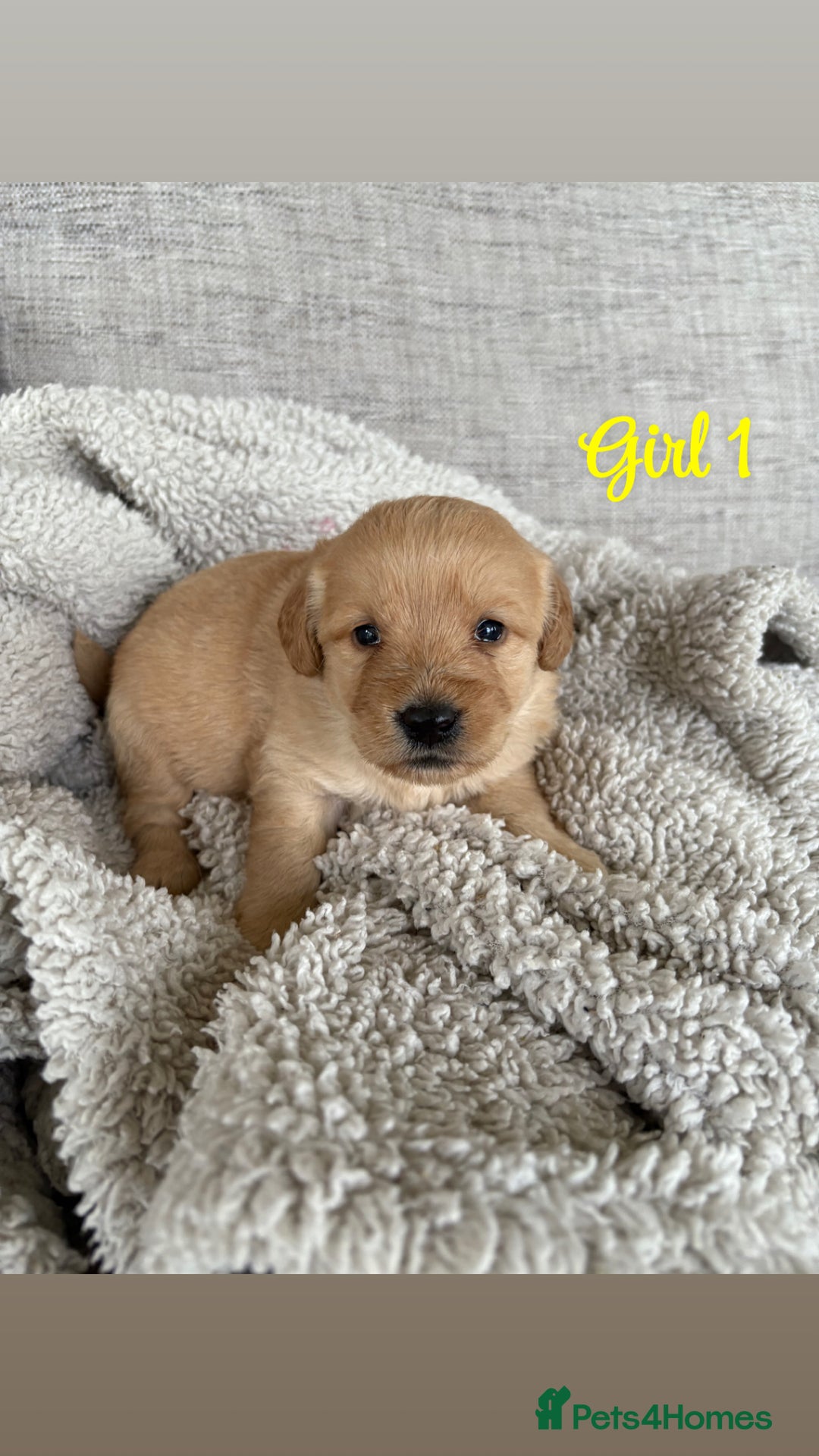 Labradoodle dogs for sale: Red/Apricot Health Tested Miniature Labradoodles - Image 15